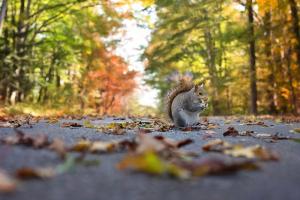 A squirrel in the road
